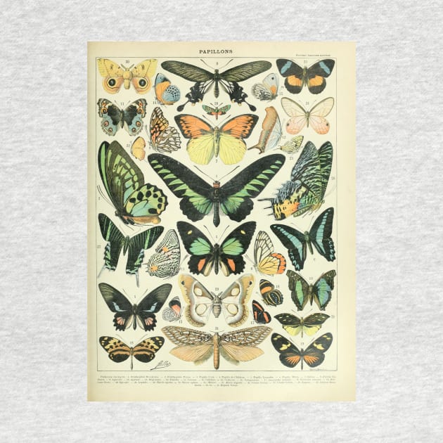 Adolphe Millot Arthropodes Insects papillons Chart Illustration Butterflies by CONCEPTDVS